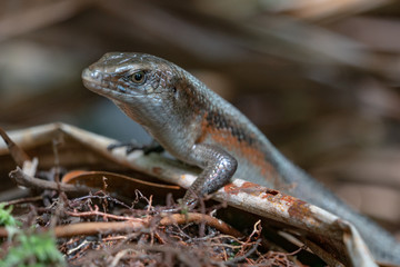 Orange Sided Brown Skink Male Proboscis Monkey Eating in Bako National Park / Borneo Malaysia