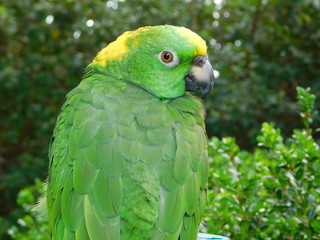 Yellow Nape Amazon