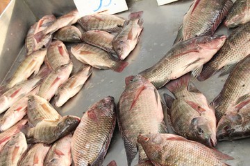 Fresh fish for cooking at street food