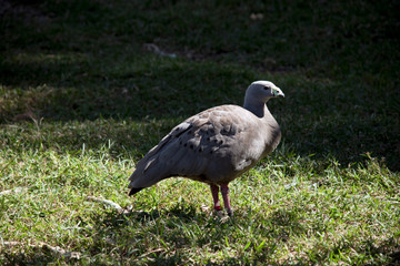 A side view of a Cape Barren  Goose