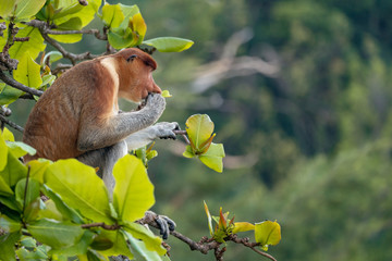 Wide Shot of Male Proboscis Monkey Eating in Bako National Park / Borneo Malaysia