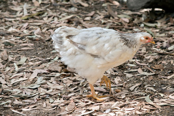 chicken is eating