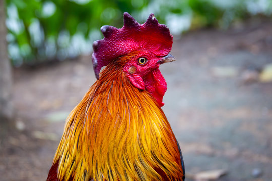 Photograph of the beautiful feather chiken close up.