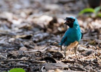 Blue bird (Saí andorinha - Male Swallow Tanager - Tersina viridis) from brazilian areas between cerrado fields and rainforest singing
