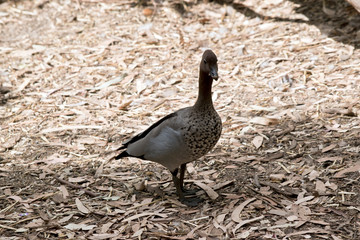 An Australian wood maned duck walking