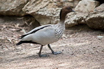 An Australian wood maned duck walking