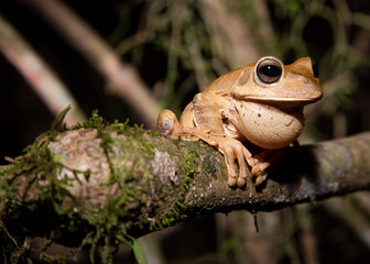 An exemplar of smith frog (Hypsiboas faber) during the night at the brazilian cerrado field, singing during the summer, the reproduction season