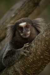 A marmoset observing the cerrado wildlife in brazilian São Paulo state