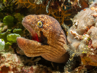 Bandit Moray Eel