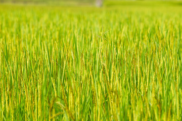 Landscape of beautiful Golden jasmine rice field in Asia.