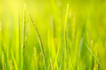 Organic Thai Jasmine rice in the rice field with blurred background close up.