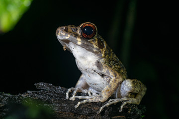 Close up / Macro of Tree Frog in Mulu National Park, Borneo Malaysia