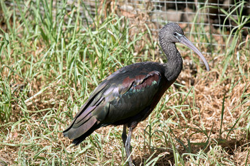 a side view of a glossy ibis