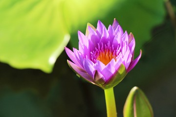 Obraz premium Beautiful lotus in the pond with nature