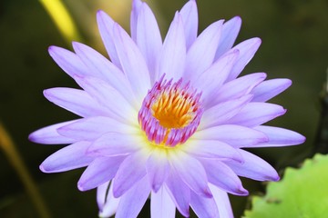 Obraz premium Beautiful lotus in the pond with nature