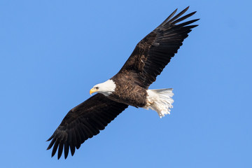 Fototapeta na wymiar A bald eagle in flight against a blue sky...