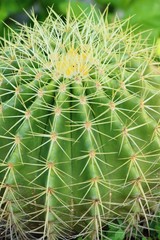 Beautiful small the cactus in the pot