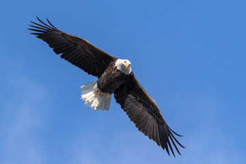 Fototapeta premium A bald eagle in flight against a blue sky...