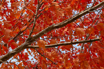 Red Maple Leaves