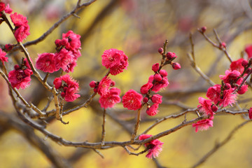 早春の梅の花-　ロウバイによる黄色のボケとともに