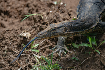 Water Monitor Lizard with Tongue Sticking Out in Mulu National Park, Borneo Malaysia