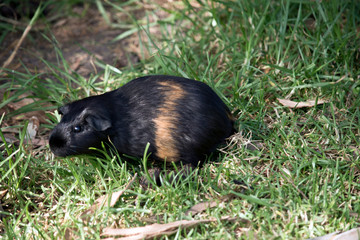 Guinea pig in grass
