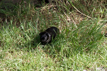 Guinea pig in grass