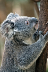 a joey koala climbing a tree