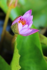 Beautiful lotus in the pond with nature