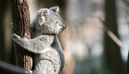 a joey koala climbing a tree