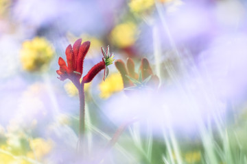 Flowers blooming in spring