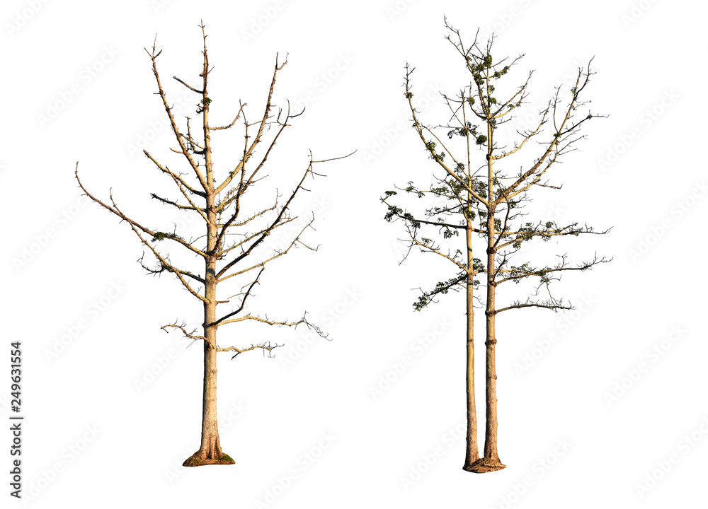Wall mural tree without leaves isolated on white background. with clipping path.