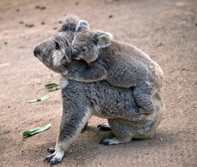 koala with her joey on her back