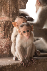 divertidas crías de monos miran curiosos a cámara en Hampi, el sur de la India