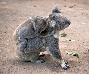 koala with joey her joey on her back