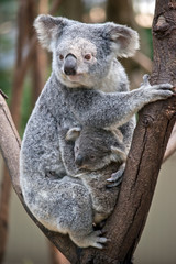 Fototapeta na wymiar A koala cuddling her joey