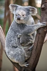Schilderijen op glas Een koala die haar joey knuffelt © susan flashman