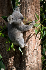 an Australian koala