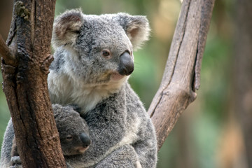 Fototapeta premium a joey koala climbing a tree