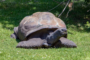 Fototapeta premium The big turtle crawl on the grass and feeds.