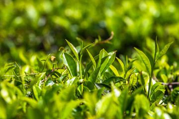 Tea plantation near Haputale. Sri Lanka.