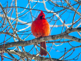 cardinal on a branch