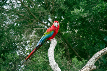 red and green macaw also called the green winged macaw perched in a tree