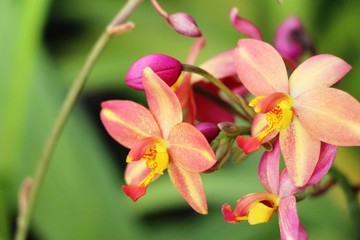 Fototapeta premium Orchid flower at beautiful in the nature