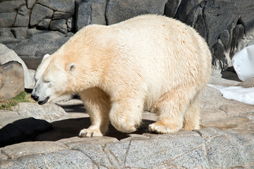 polar bear walking