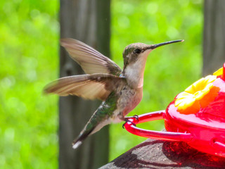 hummingbird in flight