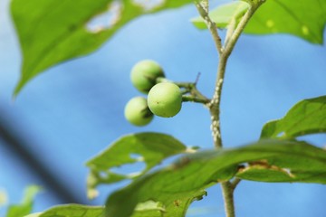 Fototapeta premium green eggplant on the tree in garden