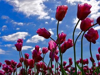 Pink tulips against  sky background.  Tulip festival near Seattle in Scagit Valley.  Mount Vernon. WA. USA