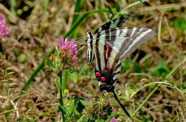 butterfly on a flower