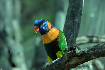 this is a close up of a rainbow lorikeet
